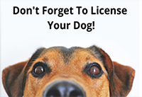 dog License
